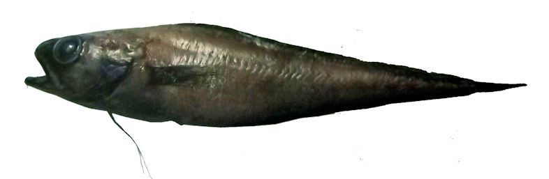 Guttigadus latifrons_lllll